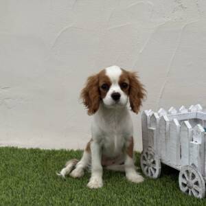 Cavalier hembra