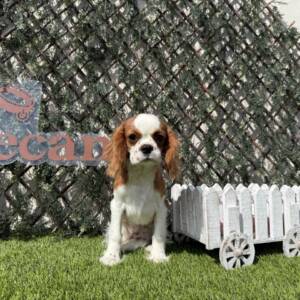 Cavalier macho