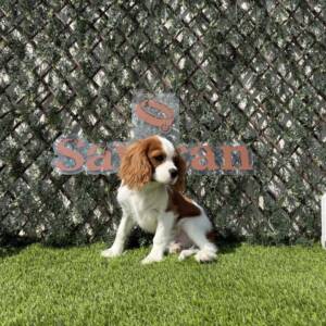 Cavalier macho