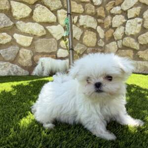 Bichón maltés coreano macho