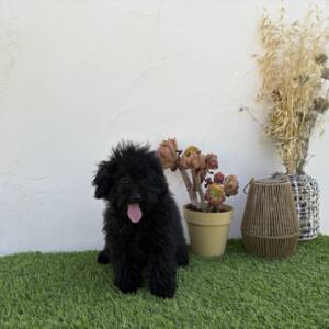 Caniche macho toy