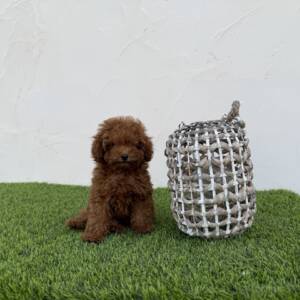 Caniche hembra toy