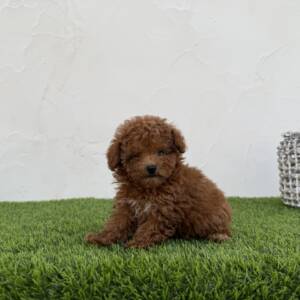 Caniche hembra toy