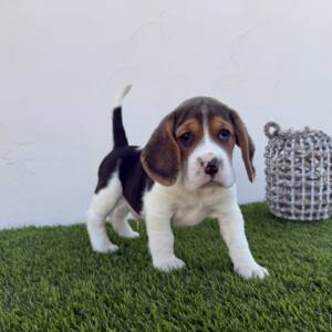 Beagle macho