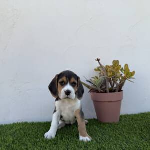 Beagle hembra