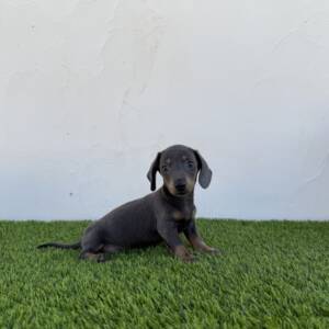 Teckel macho