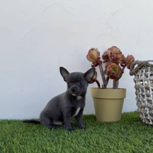 Chihuahua macho