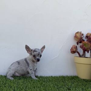 Chihuahua macho