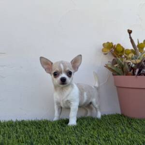 Chihuahua hembra