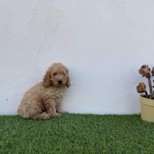 Caniche macho