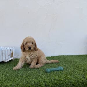 Caniche macho