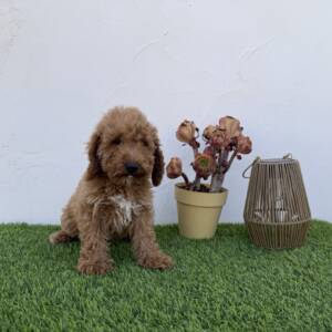 Caniche macho