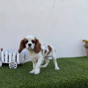 Cavalier macho