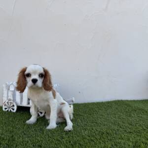 Cavalier hembra