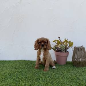 Cavalier hembra