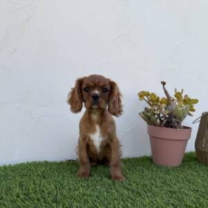 Cavalier hembra