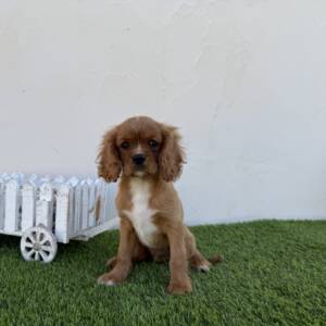 Cavalier macho