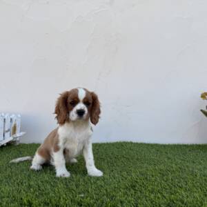 Cavalier hembra